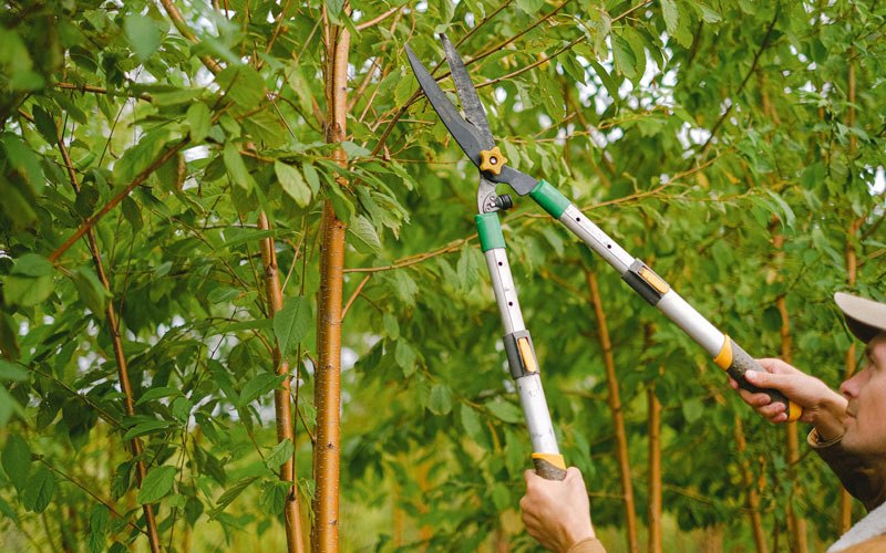 Tree trimming in Cazenovia, NY